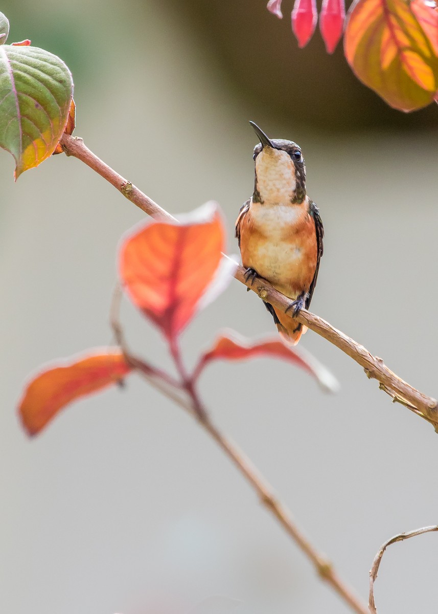 White-bellied Woodstar - David Monroy Rengifo