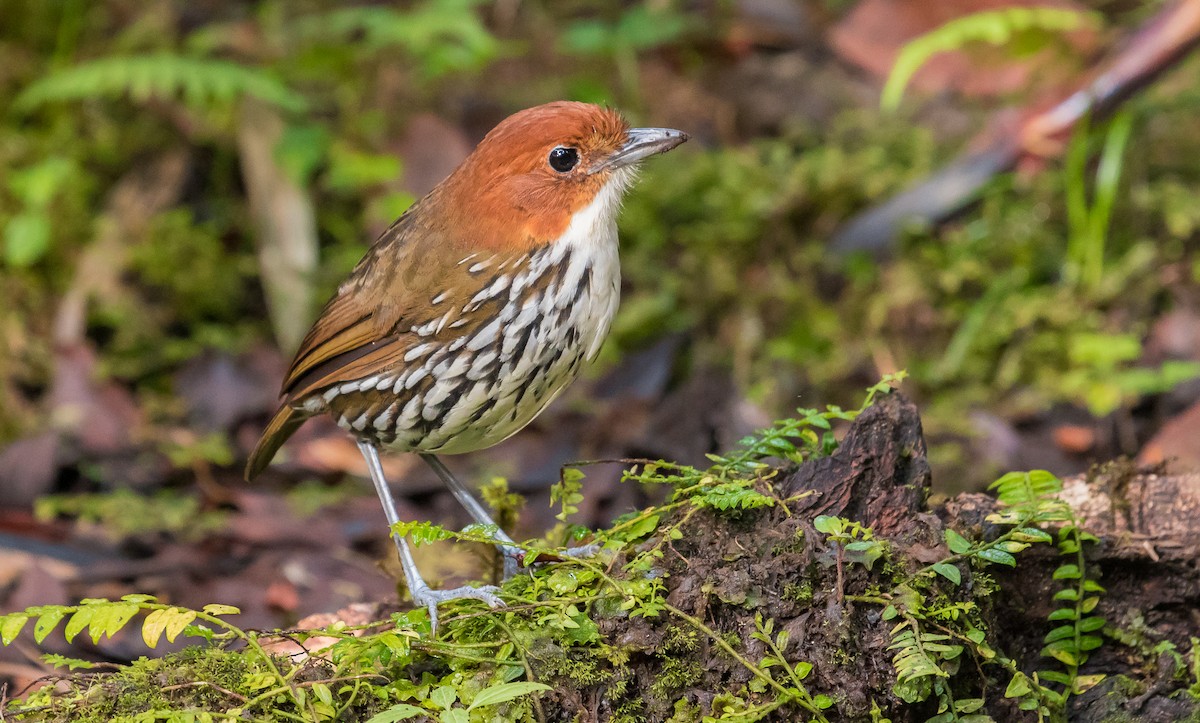 Chestnut-crowned Antpitta - David Monroy Rengifo