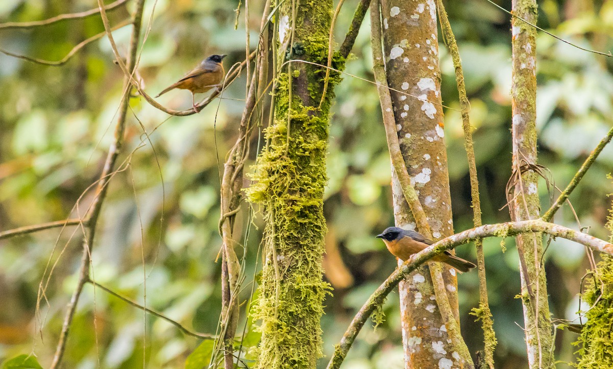 Black-eared Hemispingus - ML188269931