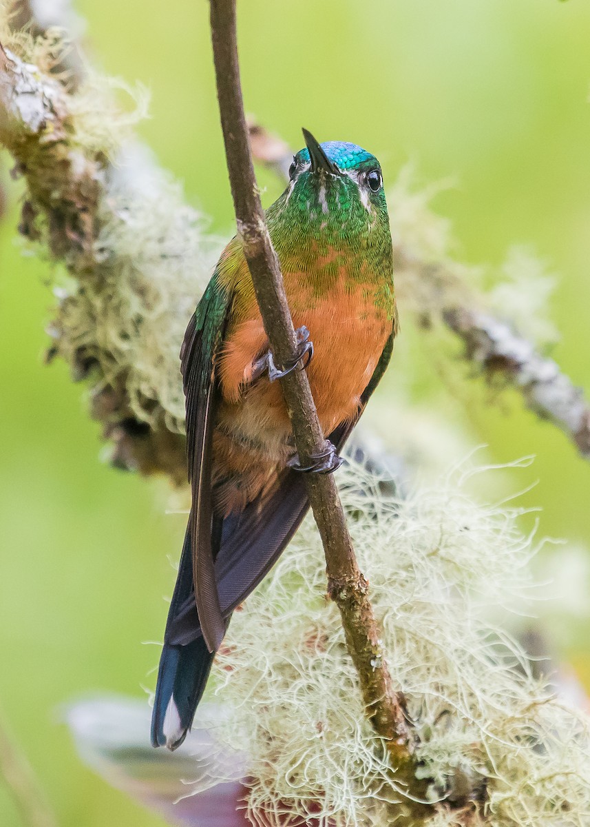 Long-tailed Sylph - David Monroy Rengifo