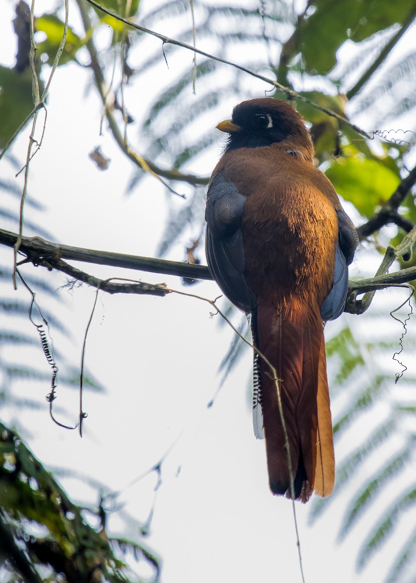 Masked Trogon - David Monroy Rengifo