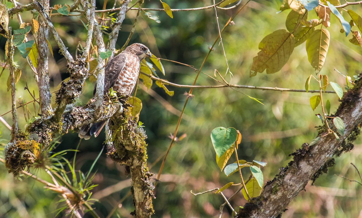 Broad-winged Hawk - David Monroy Rengifo