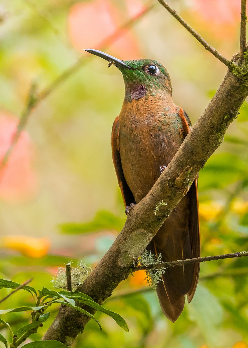 Fawn-breasted Brilliant - ML188270671