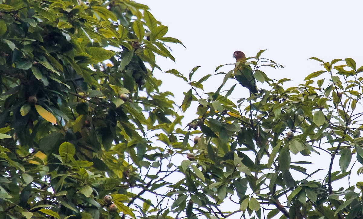 Rusty-faced Parrot - ML188271281