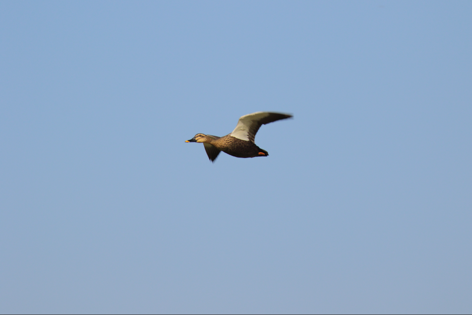 Eastern Spot-billed Duck - Yi-Cheng Chen