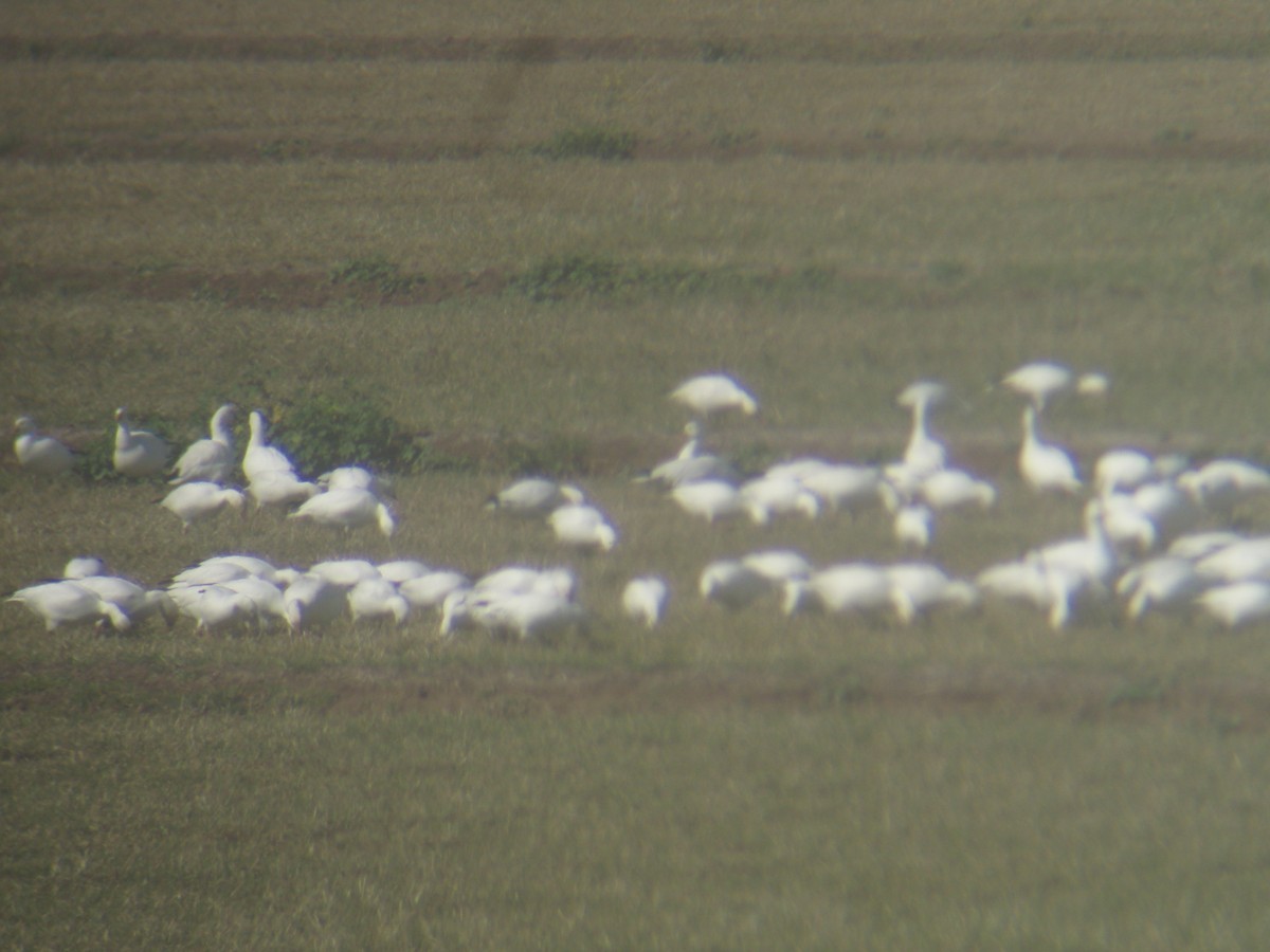 Ross's Goose - ML188274281