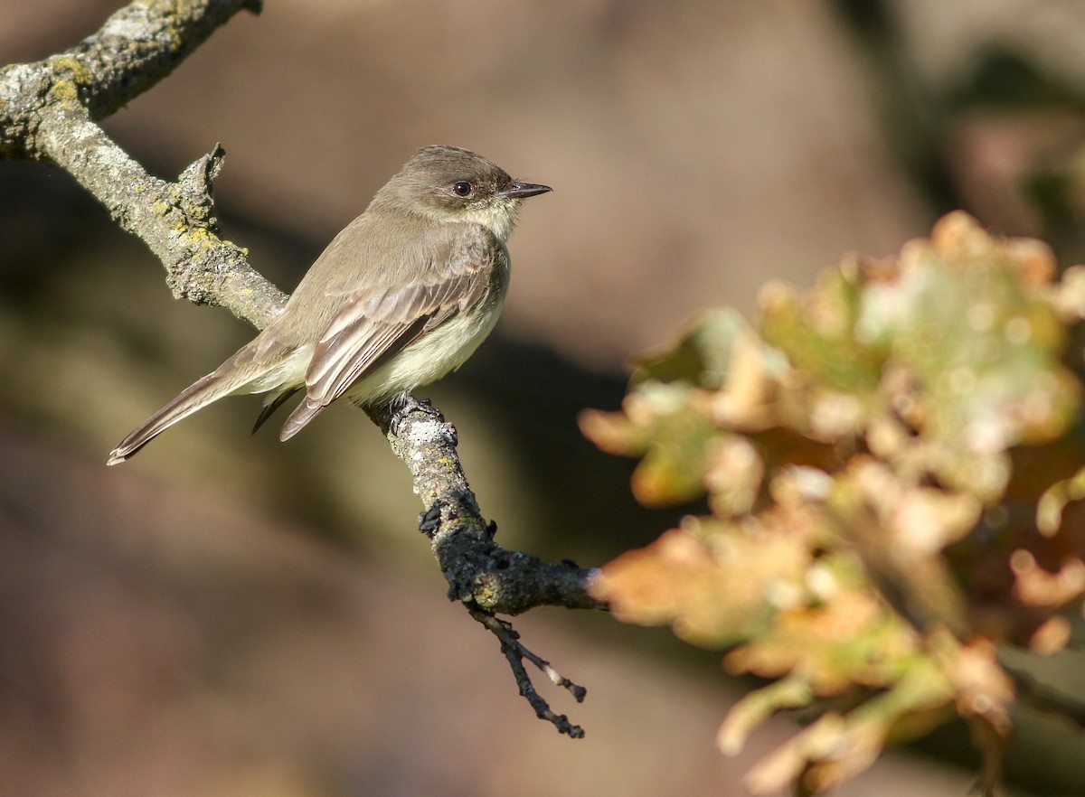 Eastern Phoebe - ML188276611