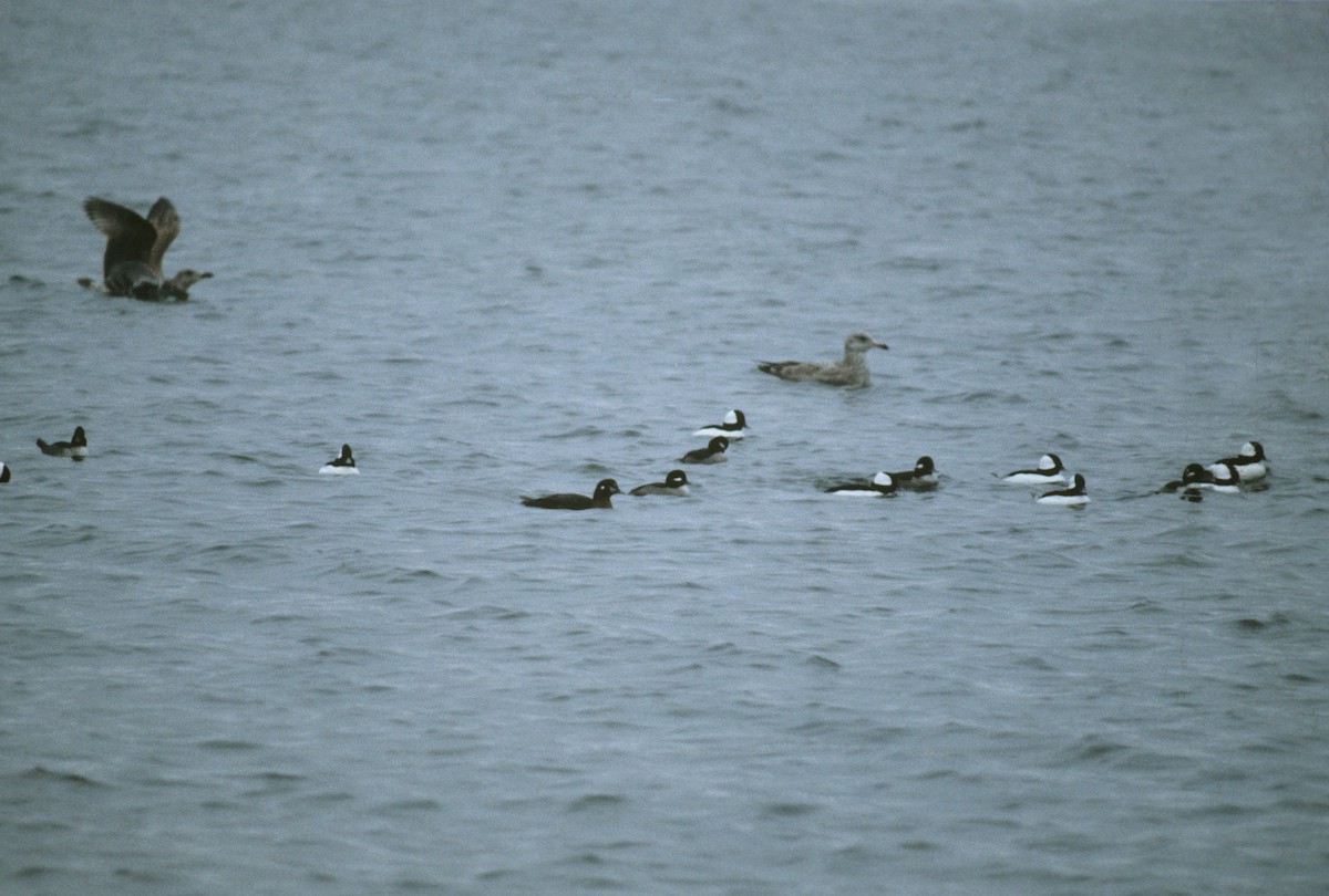 Bufflehead - ML188276801