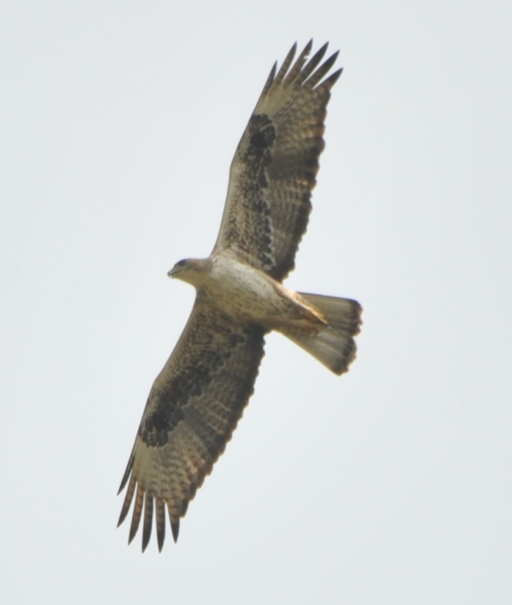 Águila Perdicera - ML188276981