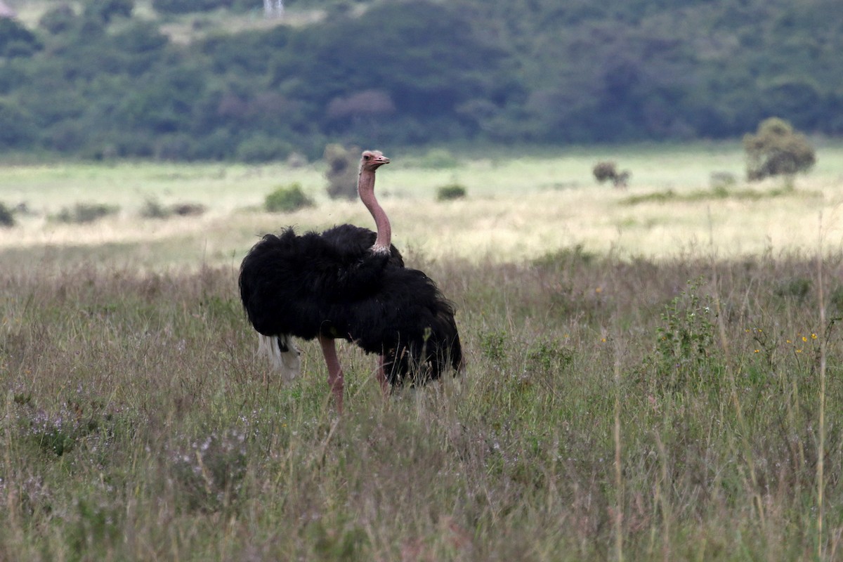 eBird Checklist - 11 Nov 2019 - Nairobi NP (General) - 124 species (+1 ...