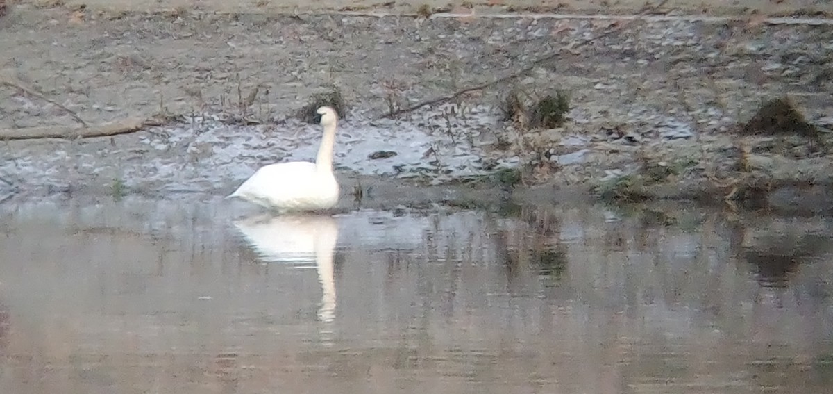 Tundra Swan - ML188278471