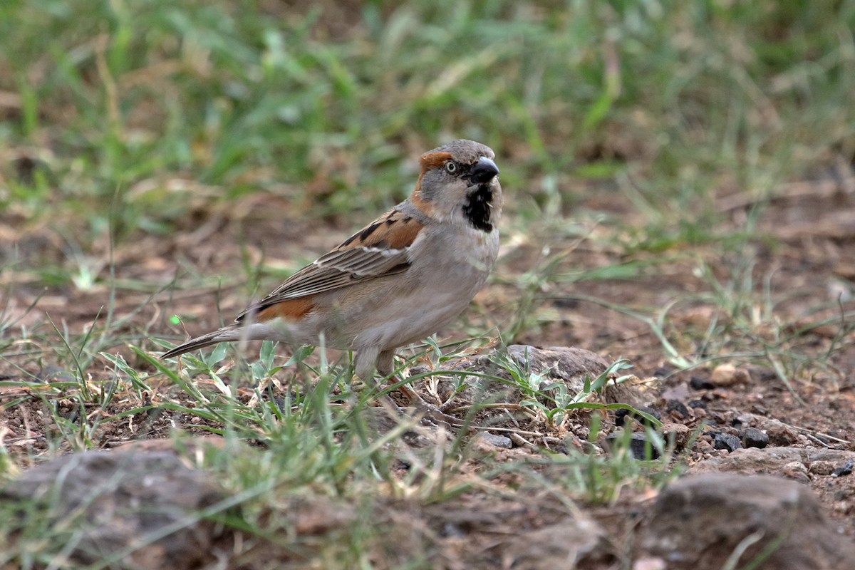 Kenya Rufous Sparrow - ML188279181