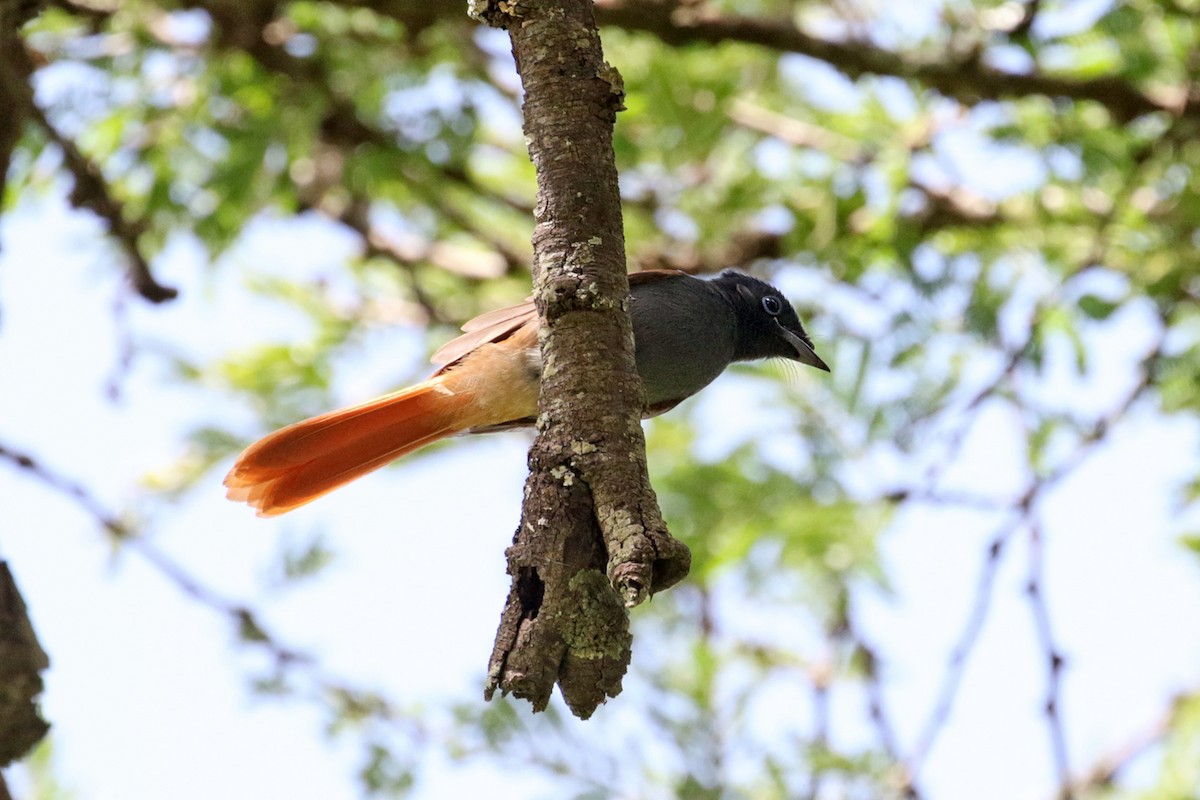 African Paradise-Flycatcher - ML188279211