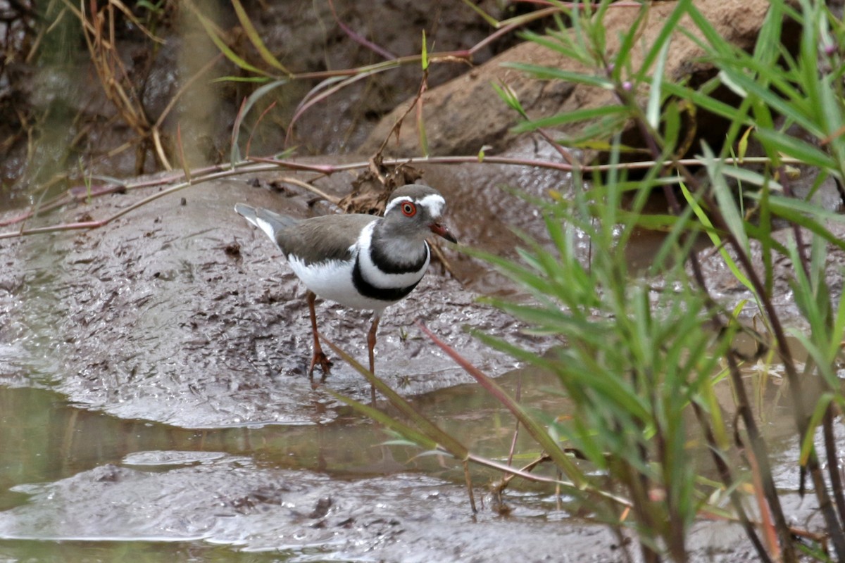Three-banded Plover - ML188279351
