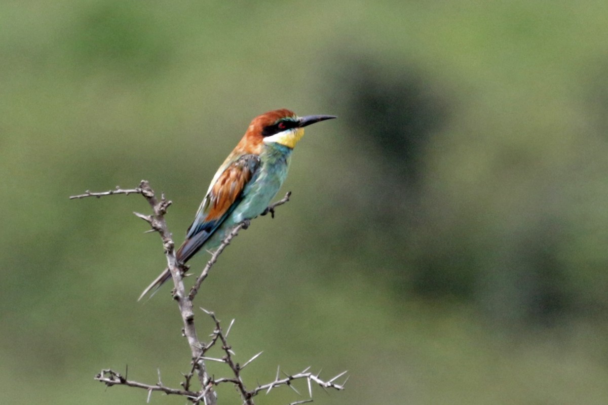 European Bee-eater - ML188279441