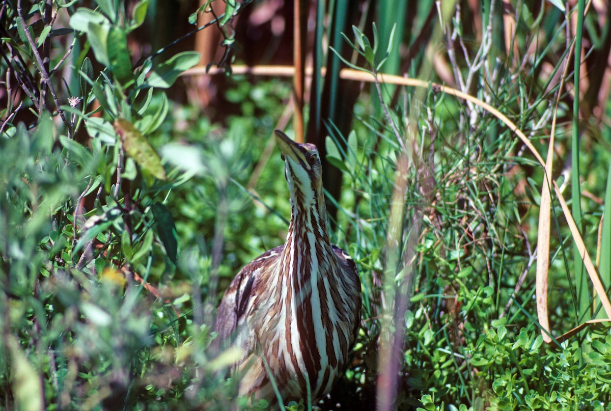 American Bittern - Michael Gage