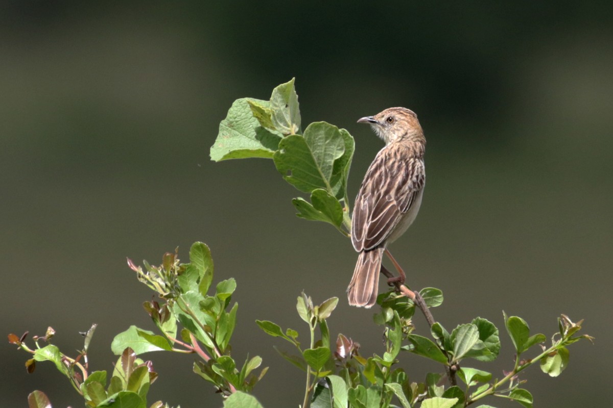 Croaking Cisticola - ML188279771