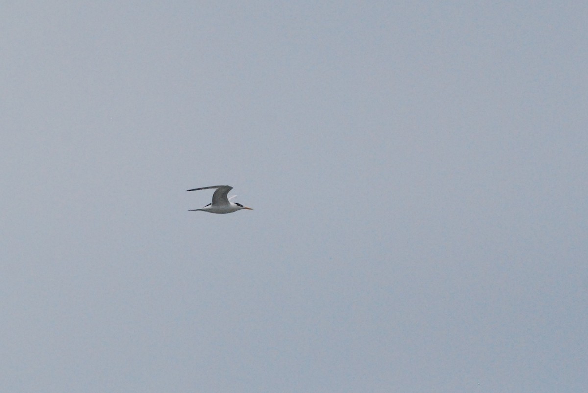 West African Crested Tern - Ryan Irvine