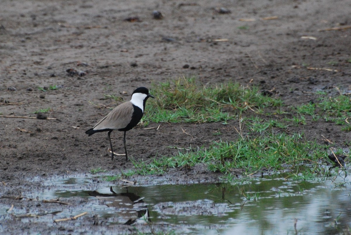 Spur-winged Lapwing - ML188282061