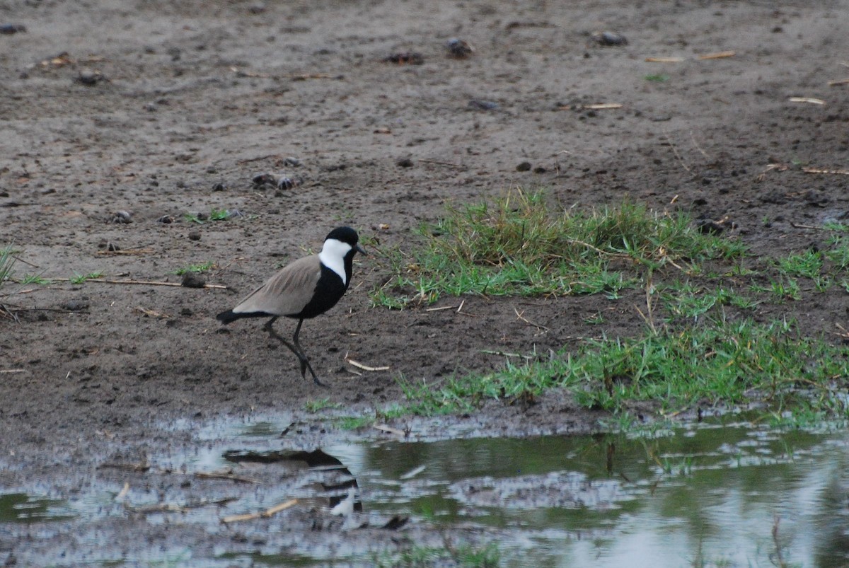 Spur-winged Lapwing - ML188282101
