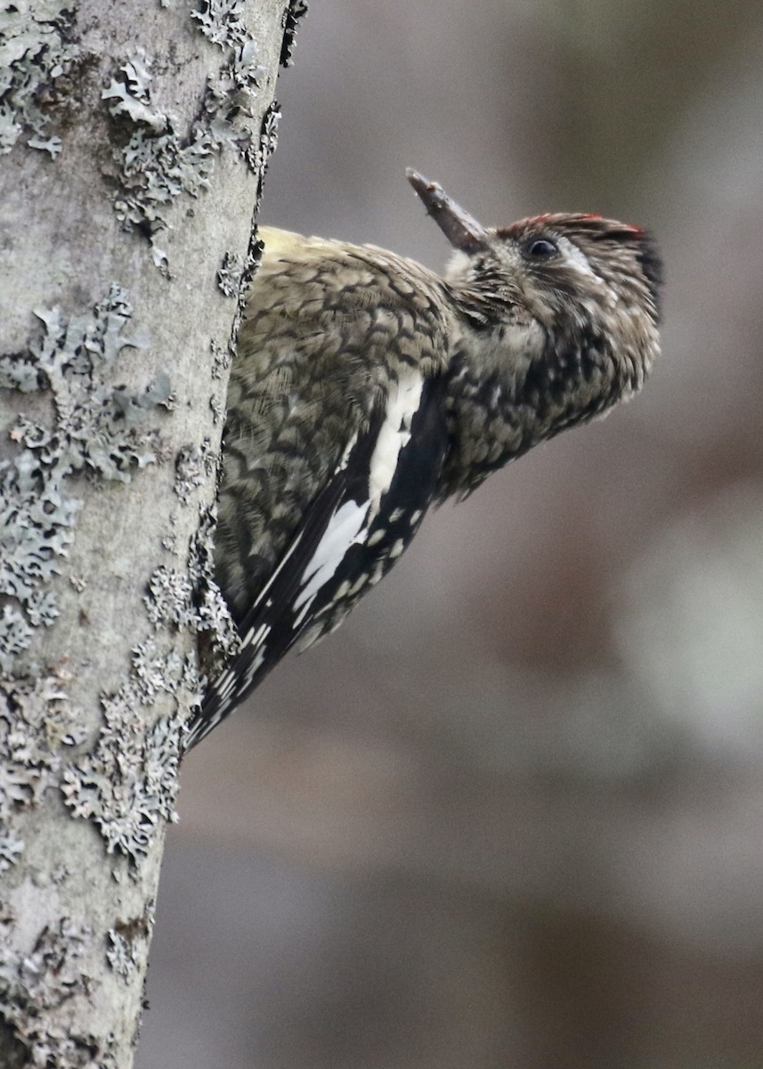 Yellow-bellied Sapsucker - ML188285451