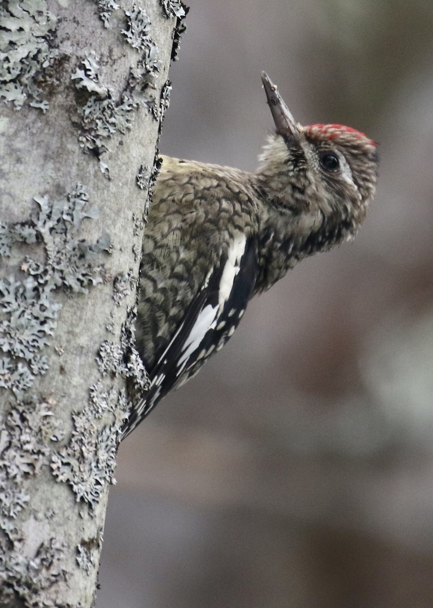 Yellow-bellied Sapsucker - ML188285461