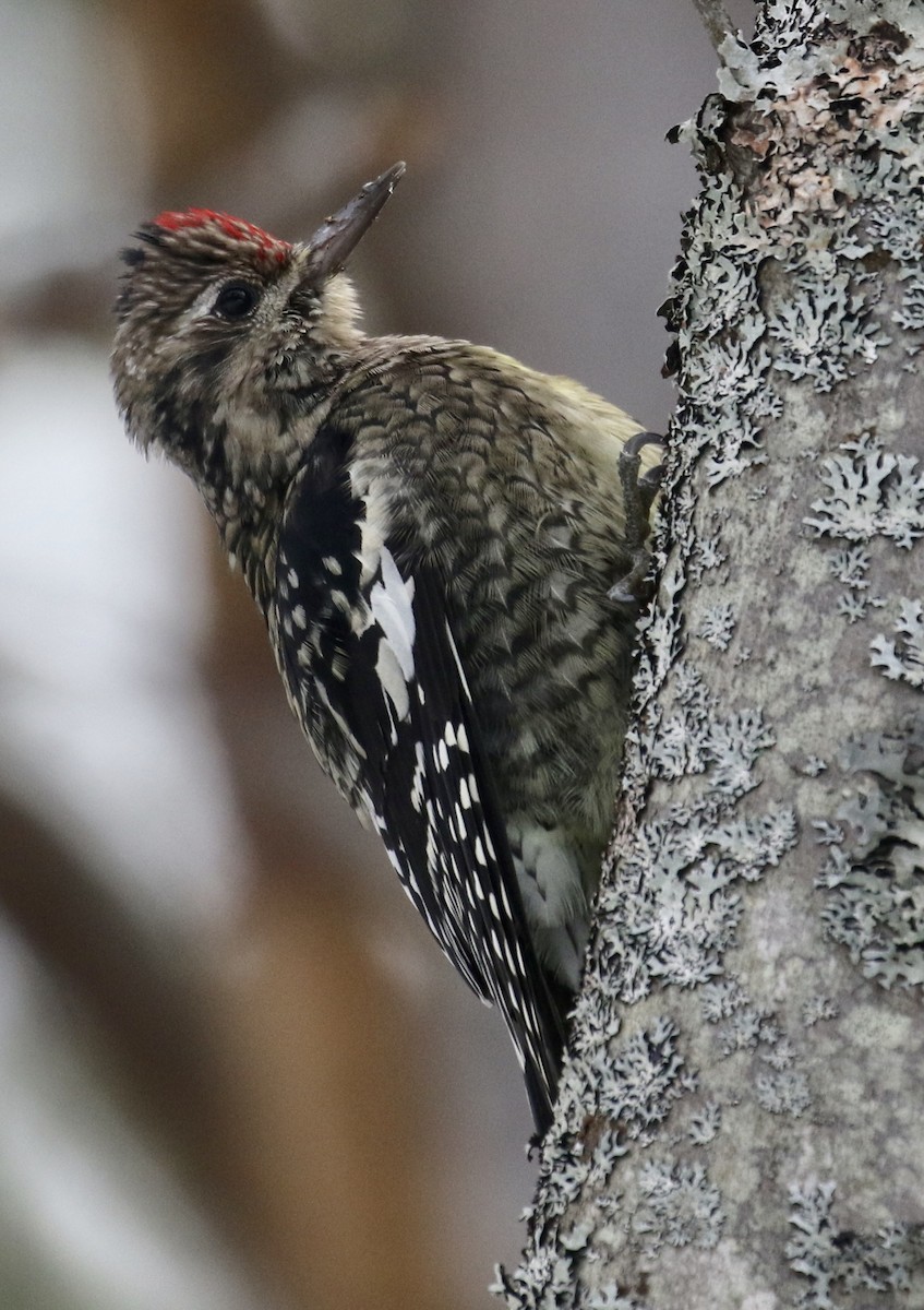 Yellow-bellied Sapsucker - ML188285471
