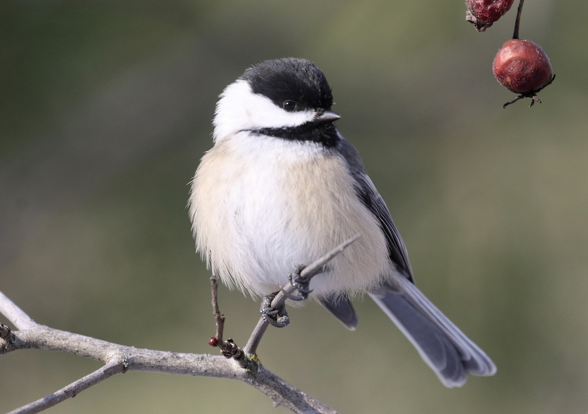Black-capped Chickadee - ML188285601