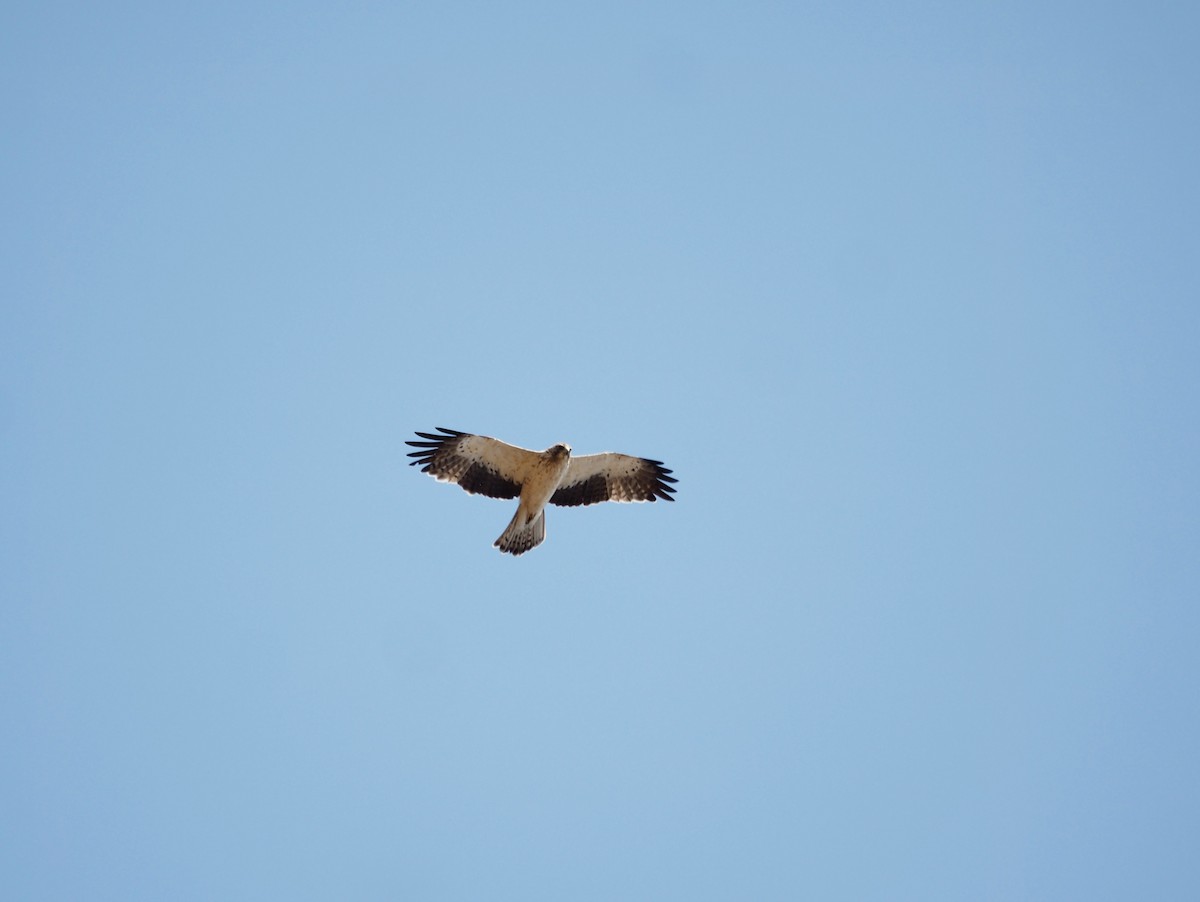 Booted Eagle - ML188287481