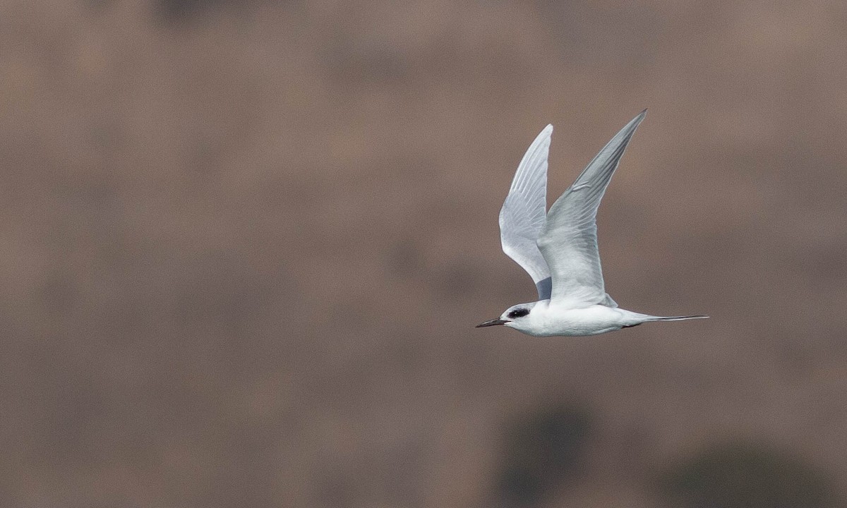 Forster's Tern - ML188288831