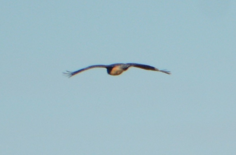 Red-shouldered Hawk - ML188289621