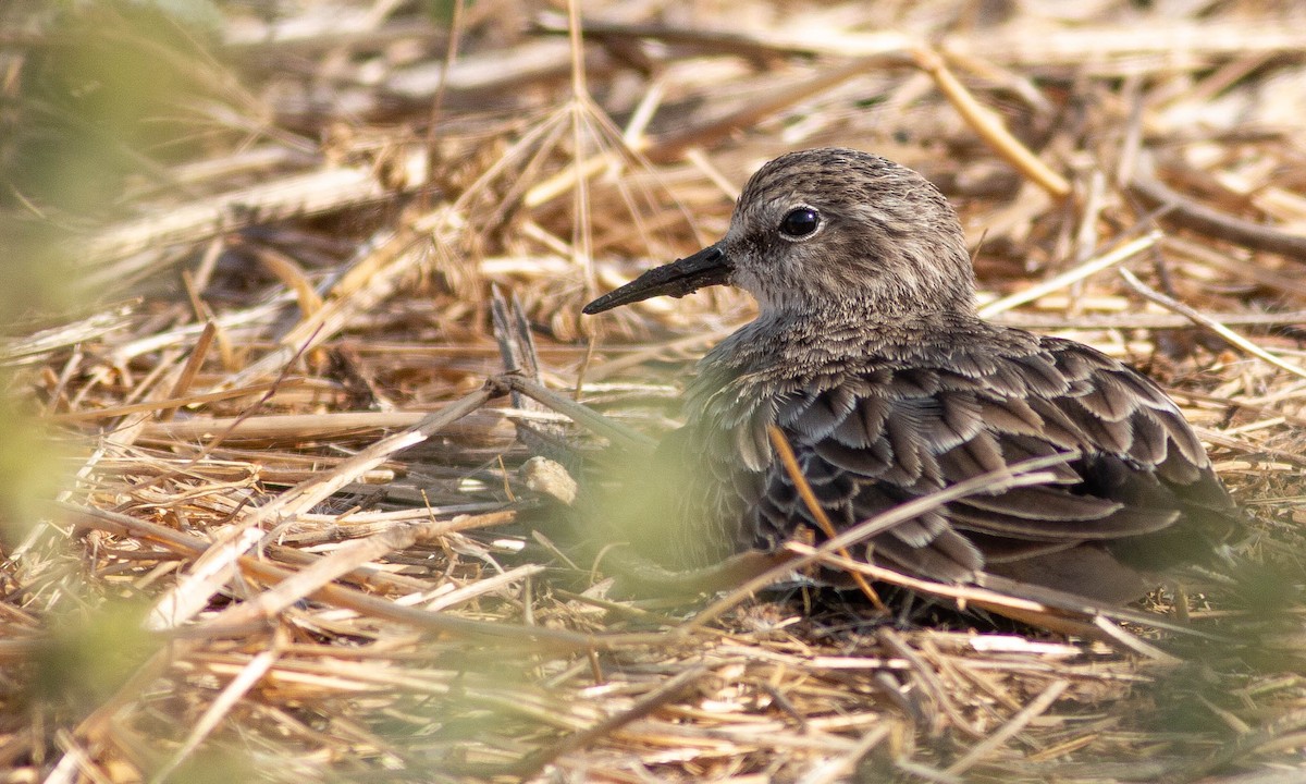 Least Sandpiper - ML188290211