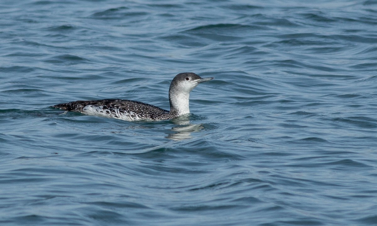 Red-throated Loon - Paul Fenwick