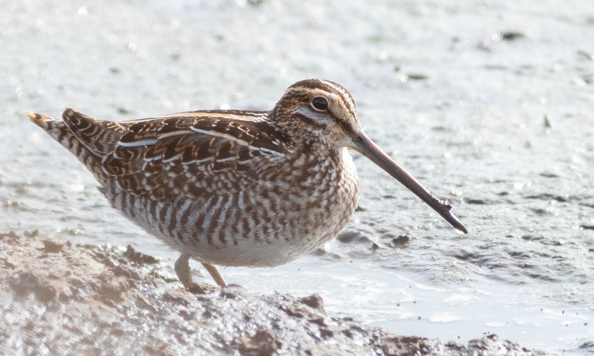 Wilson's Snipe - ML188292071