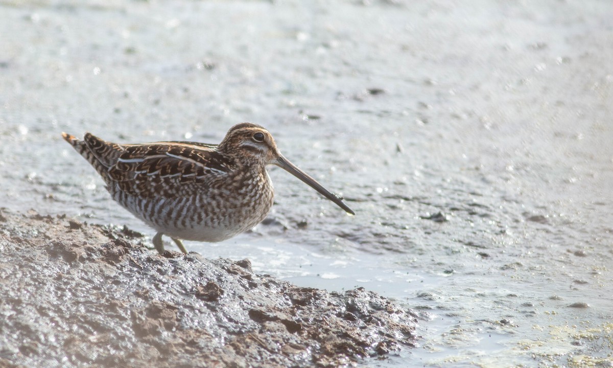 Wilson's Snipe - ML188292111