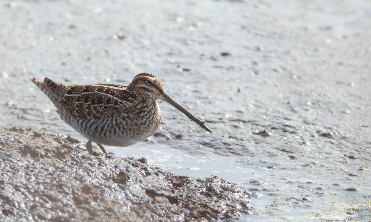 Wilson's Snipe - ML188292121