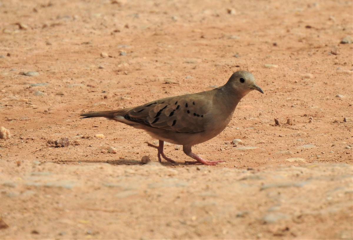 Plain-breasted Ground Dove - ML188292161