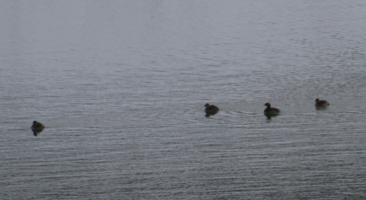 Pied-billed Grebe - "Chia" Cory Chiappone ⚡️