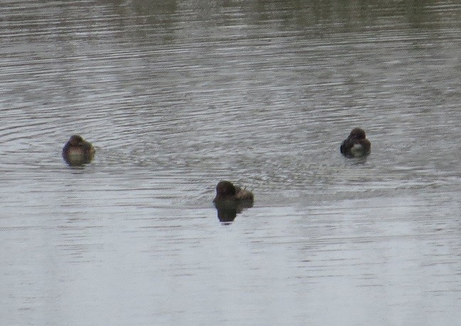 Pied-billed Grebe - "Chia" Cory Chiappone ⚡️