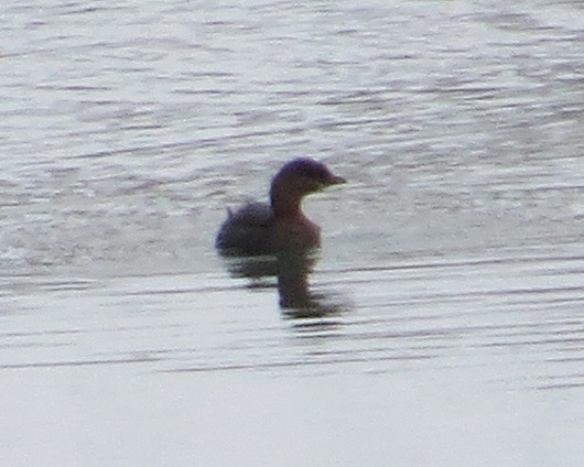 Pied-billed Grebe - "Chia" Cory Chiappone ⚡️