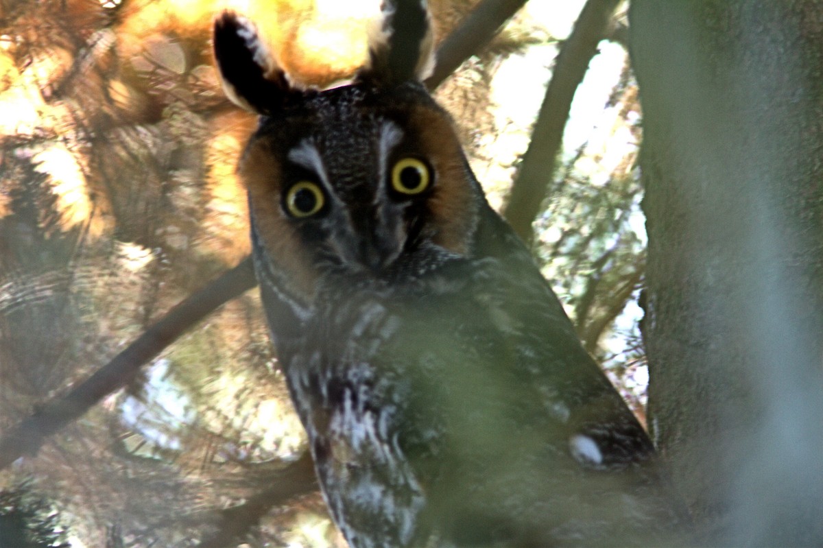 Long-eared Owl - Blake Mann