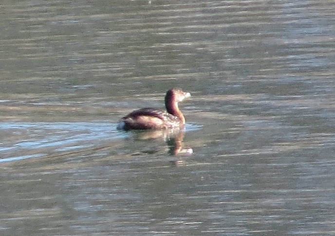 Pied-billed Grebe - ML188293591