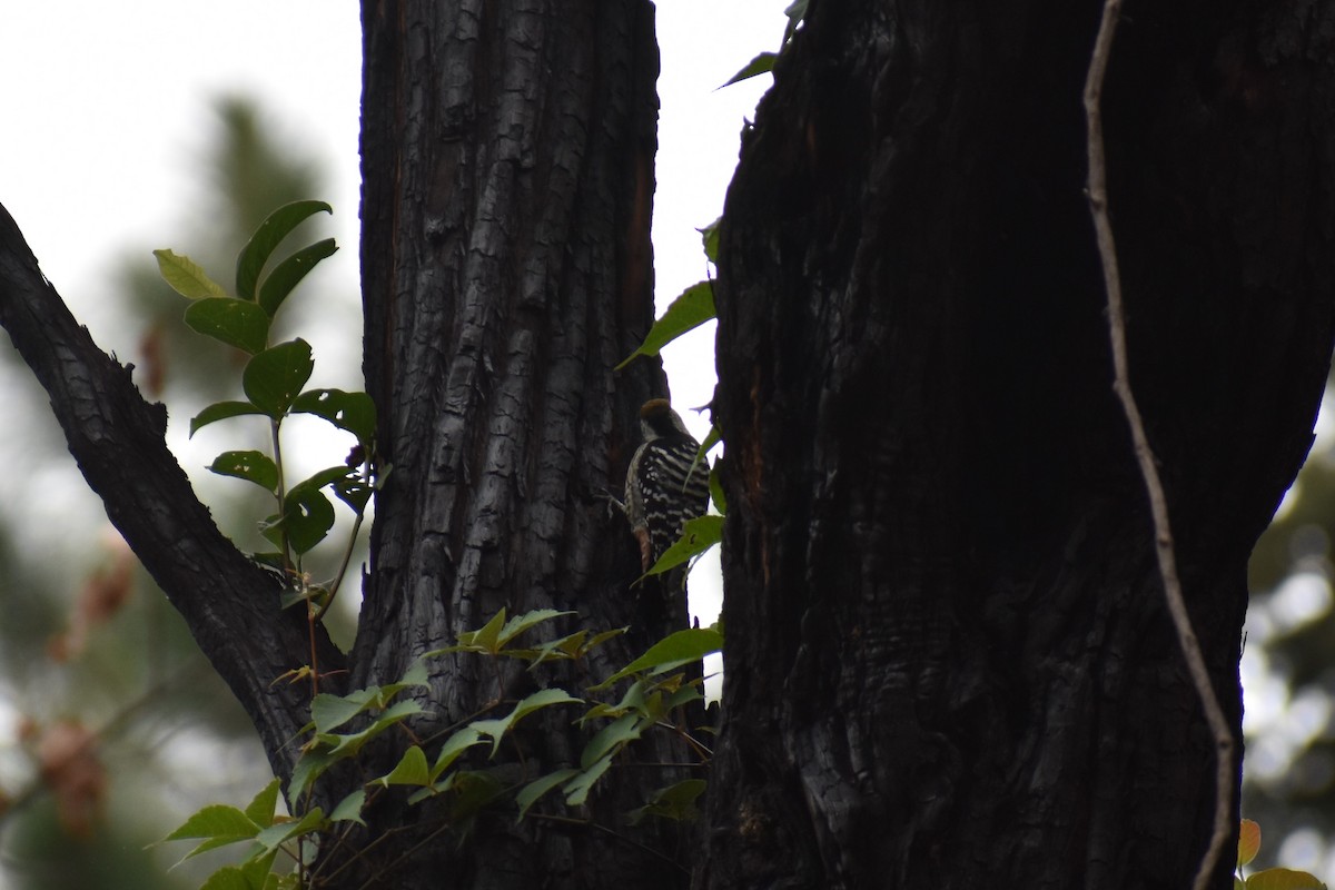 Fulvous-breasted Woodpecker - Samakshi Tiwari