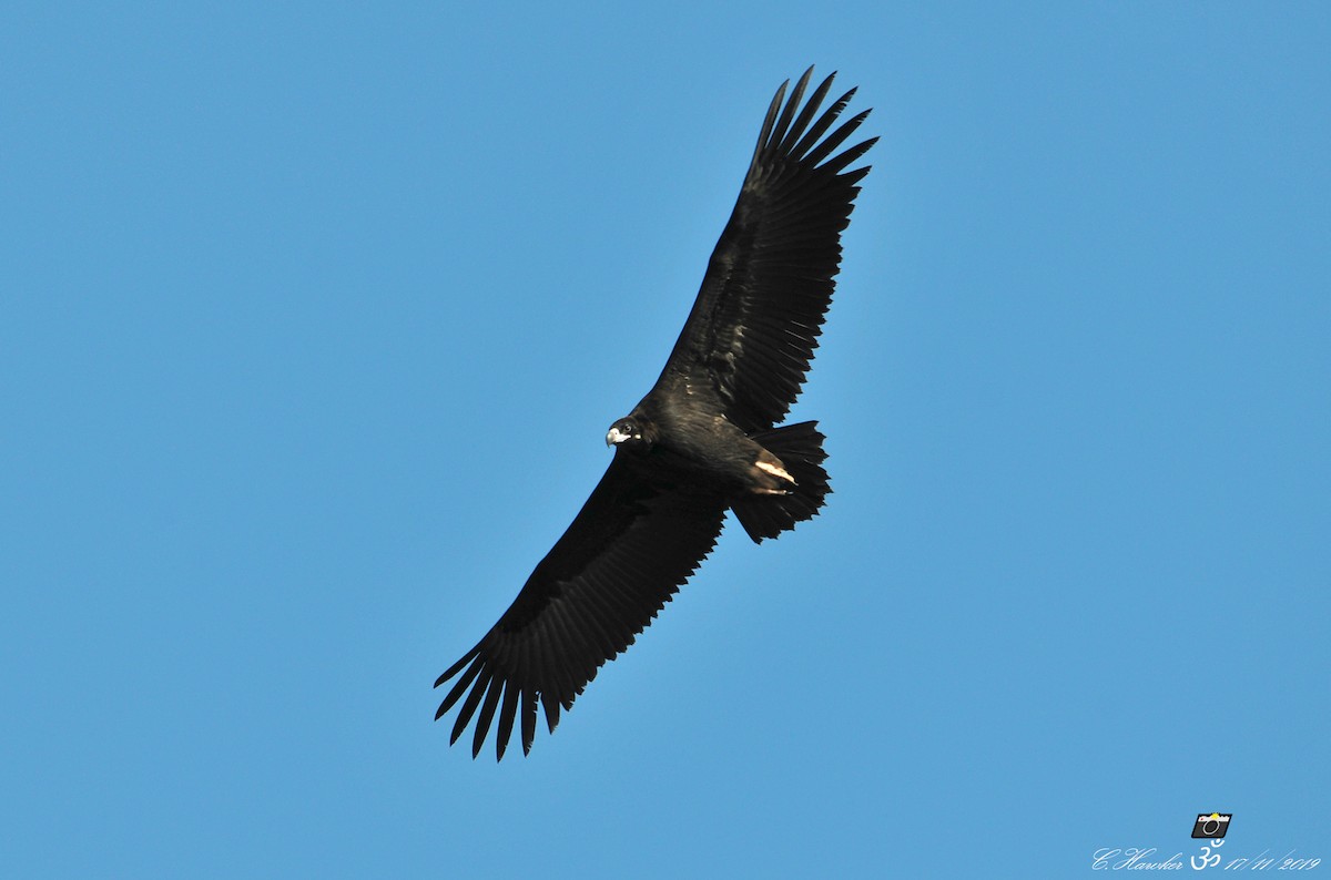 Cinereous Vulture - Carl  Hawker