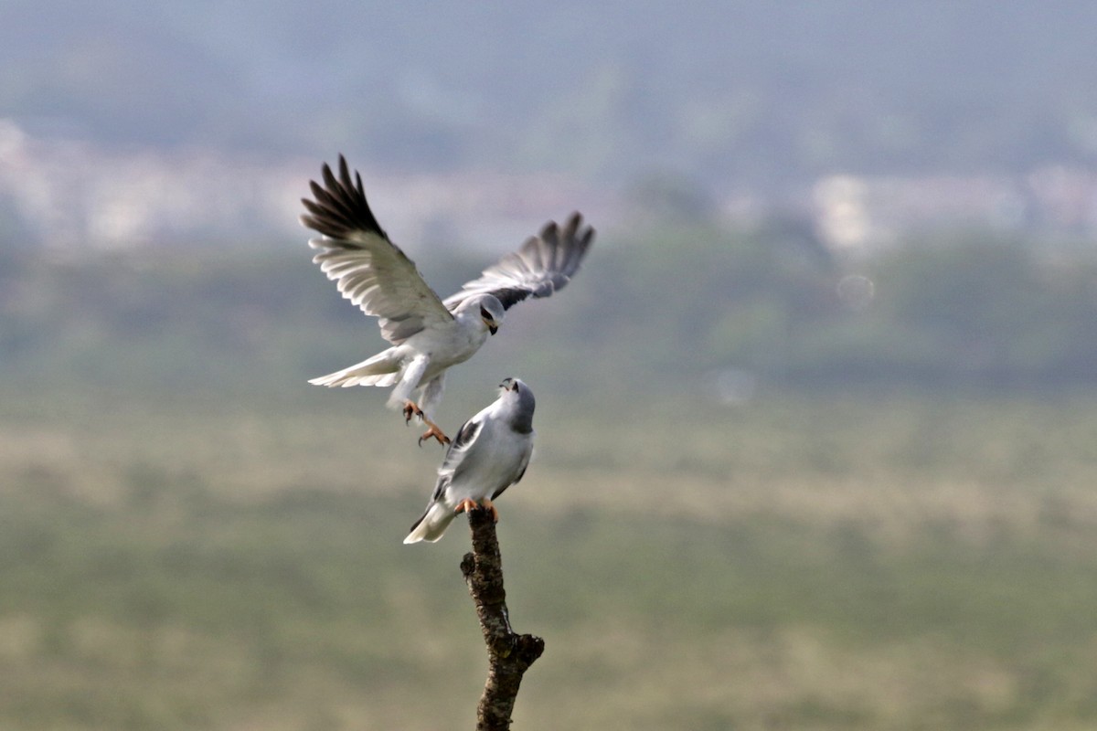 Black-winged Kite - ML188299611