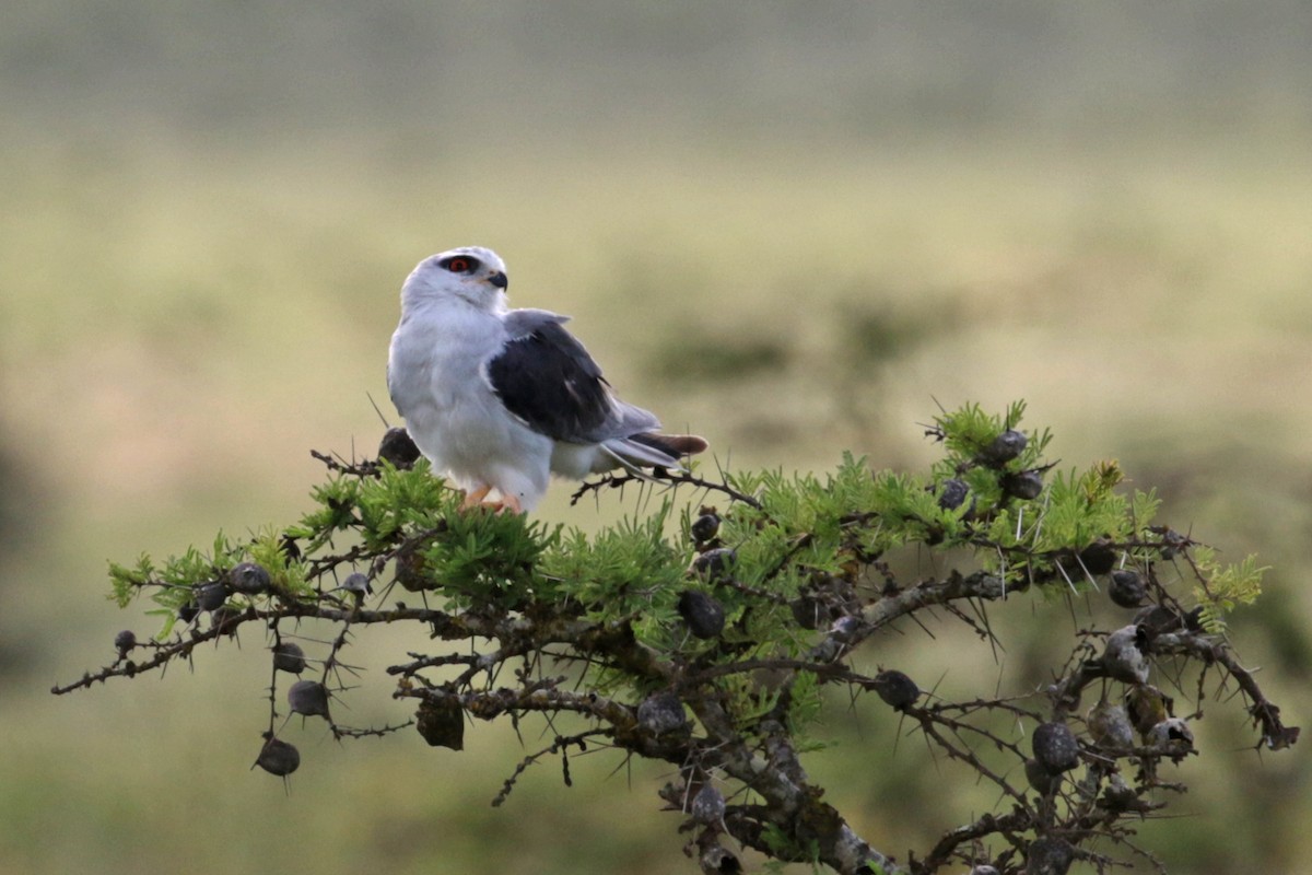 Black-winged Kite - ML188299641