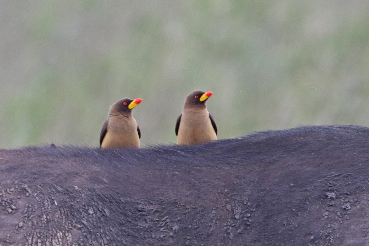 Yellow-billed Oxpecker - ML188299661