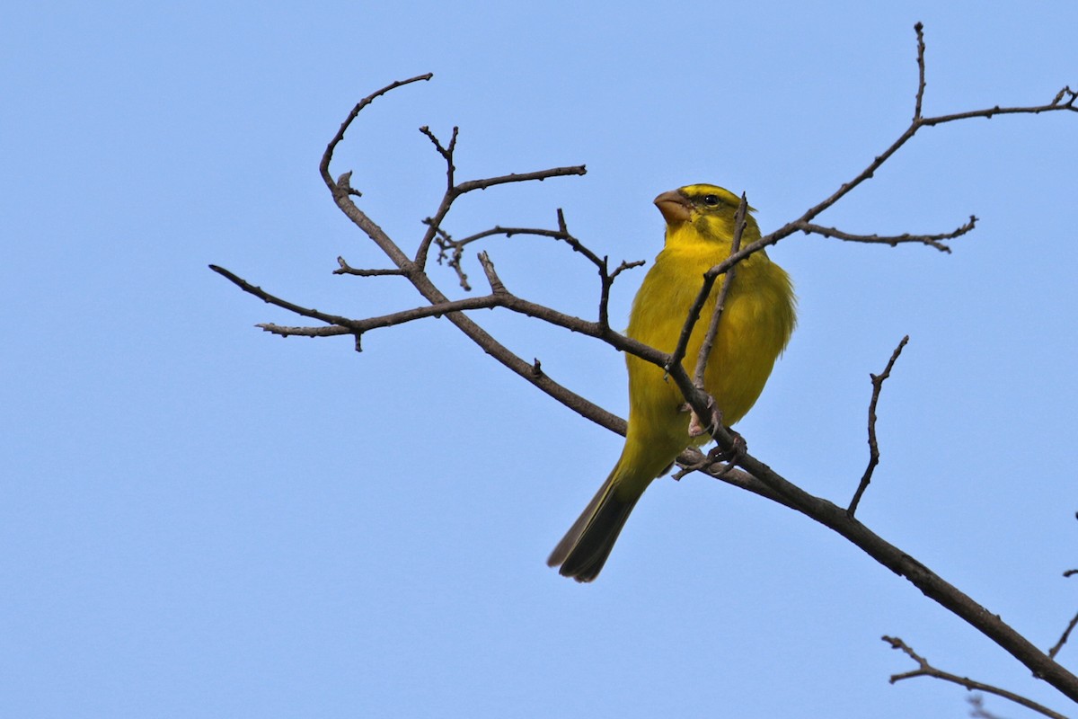 Brimstone Canary - ML188299731