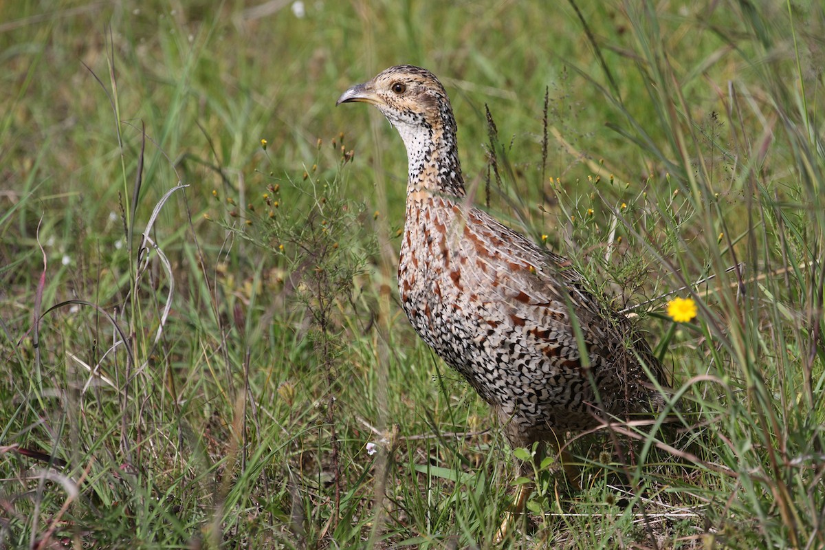 Shelley's Francolin - ML188300001