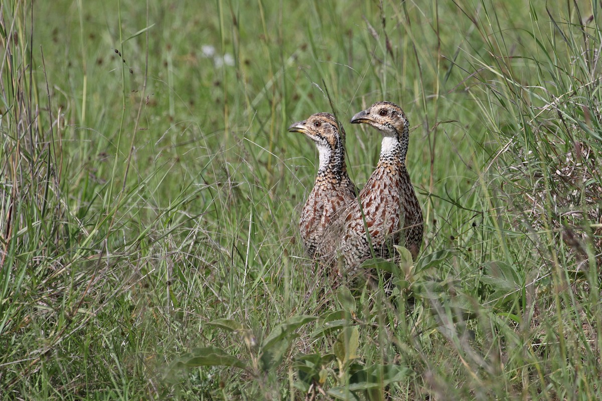 Shelley's Francolin - ML188300011